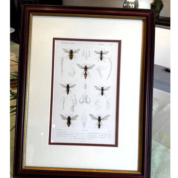 Stunning vintage copperplate engraving 19th century print bees and wasps framed - Picture 2 of 8